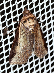 Lophoptera vittigera