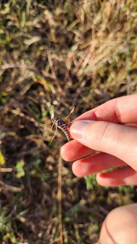 Admirable Grasshopper