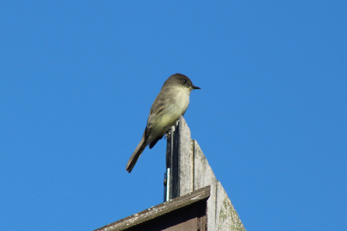 Eastern Phoebe photograph by the iNaturalist community