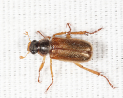 Dichelonyx elongatula