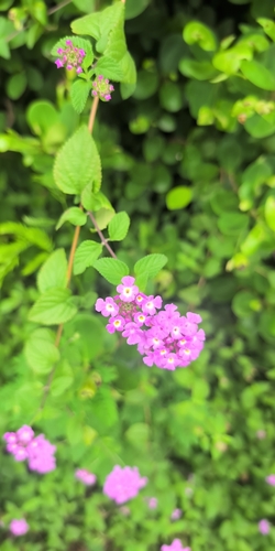 Lantana montevidensis observed 2026-10-24