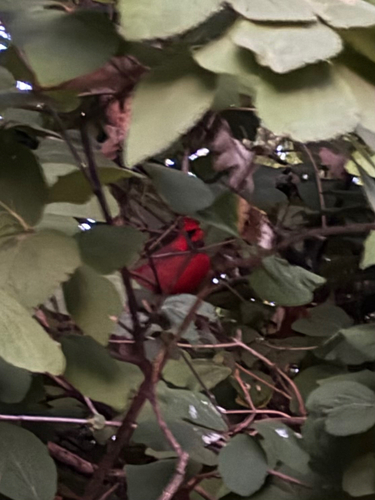 Northern Cardinal photograph by the iNaturalist community