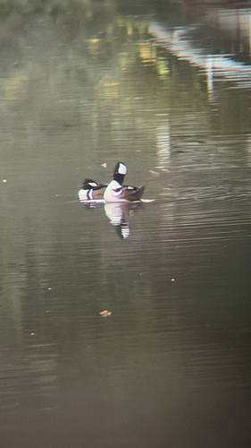 Hooded Merganser photograph by the iNaturalist community