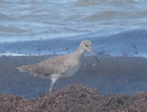 Willet photograph by the iNaturalist community