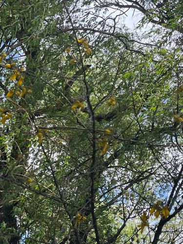 Sophora microphylla observed 2026-10-24