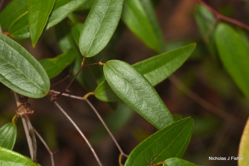 Smilax glyciphylla observed 2026-10-18