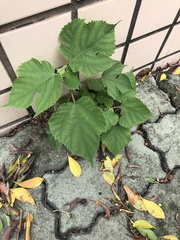 Broussonetia papyrifera