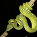Emerald Tree Boa - Photo (c) Sébastien SANT, some rights reserved (CC BY-NC), uploaded by Sébastien SANT