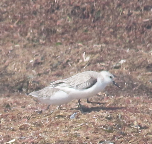 Sanderling photograph by the iNaturalist community