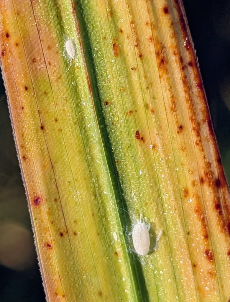 Old pasture mealybug