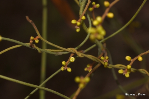 Cassytha pubescens observed 2026-10-18