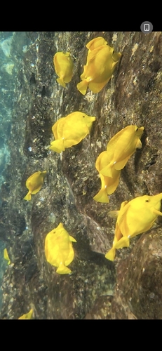 Zebrasoma flavescens observed 2026-10-19