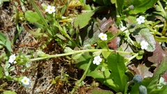 Plagiobothrys reticulatus