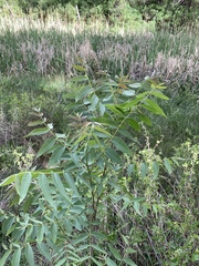 Rhus lanceolata