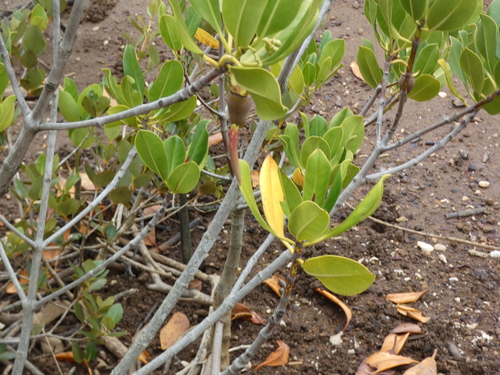 Rhizophora mucronata observed 2026-10-18