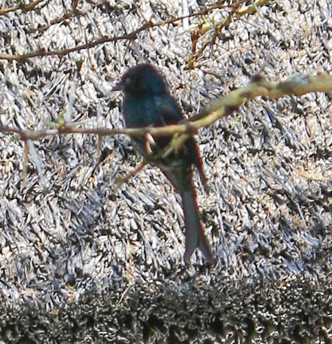 iNaturalist image