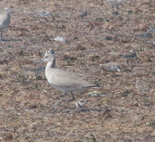 Willet photograph by the iNaturalist community