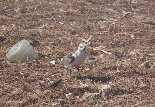 Sanderling photograph by the iNaturalist community