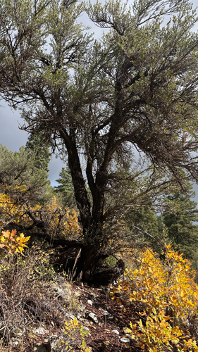 Cercocarpus ledifolius observed 2026-10-23