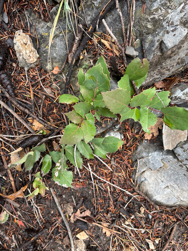 Mahonia repens, 2026-10-23