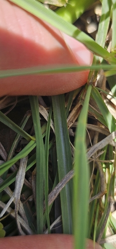 Cymbopogon refractus observed 2026-10-24
