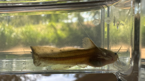 Tadpole Madtom