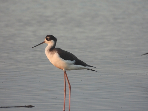 Black-necked Stilt photograph by the iNaturalist community