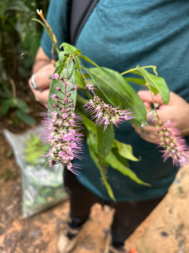 Hirtella racemosa observed 2026-10-23
