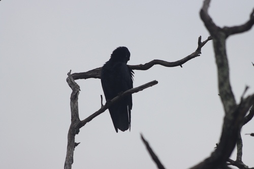 Corvus orru observed 2026-10-24