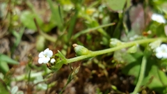 Plagiobothrys reticulatus