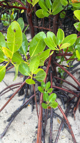 Rhizophora mucronata observed 2026-10-24