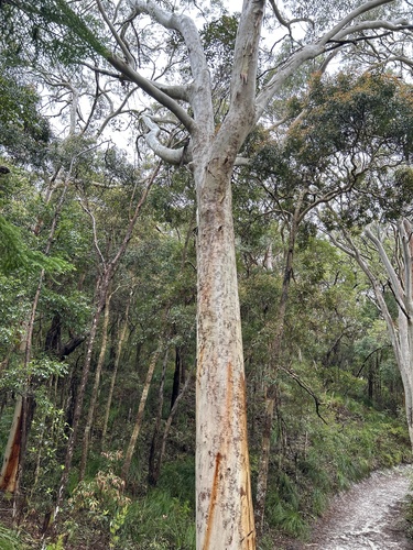 Eucalyptus signata observed 2026-10-24