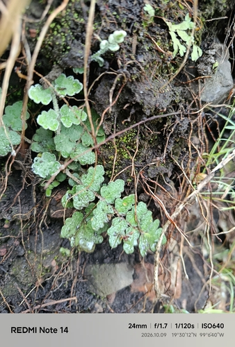 doradilla ondulada