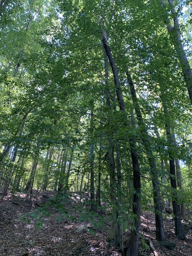 American beech photograph by the iNaturalist community