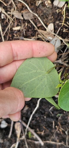 Stephania japonica observed 2026-10-24