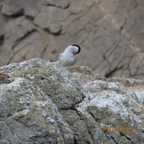 iNaturalist image