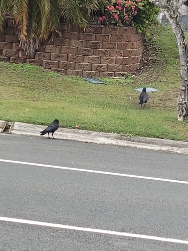 Corvus orru observed 2026-10-24