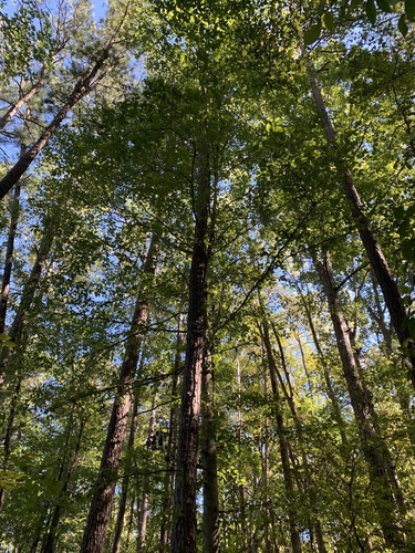 American beech photograph by the iNaturalist community