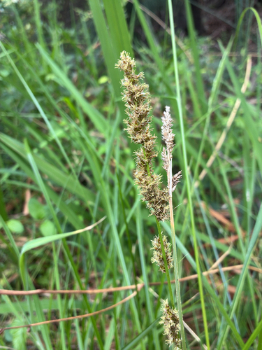 Carex appressa observed 2026-10-24