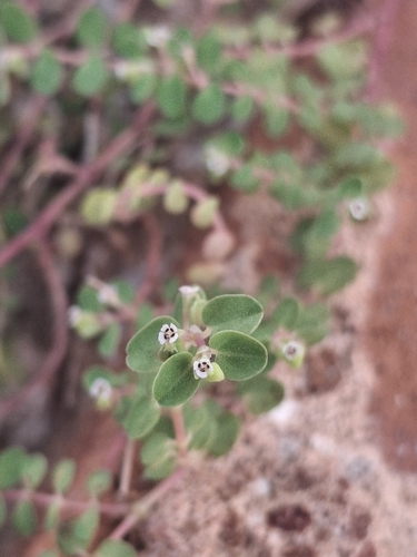 Euphorbia serpens observed 2026-10-23