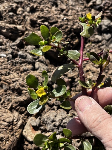 Common Purslane photograph by the iNaturalist community