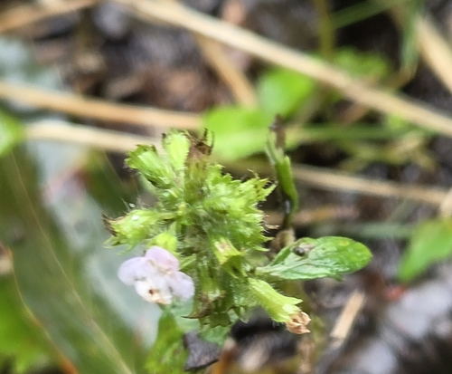 Mosla scabra observed 2026-10-24