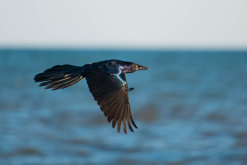 Great-tailed Grackle photograph by the iNaturalist community