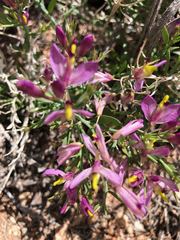 Rhinotropis subspinosa