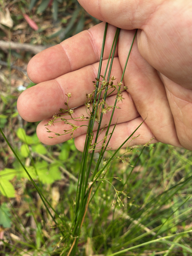 Juncus pauciflorus observed 2026-10-24