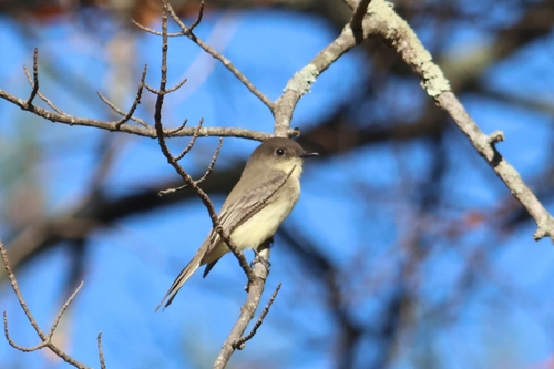 Eastern Phoebe photograph by the iNaturalist community