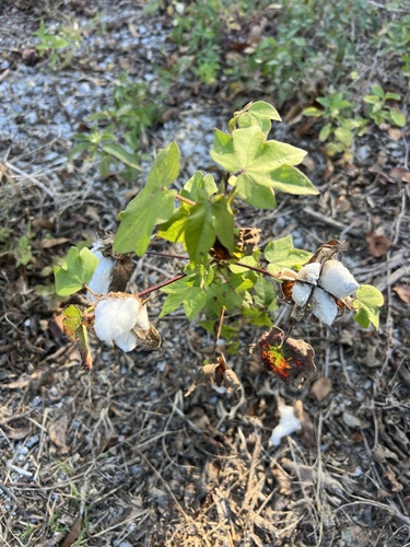 Gossypium hirsutum observed 2026-10-23