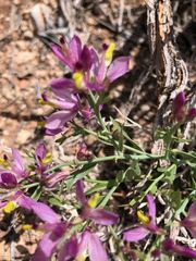 Rhinotropis subspinosa