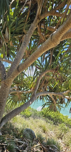 Pandanus tectorius observed 2026-10-24