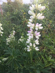 Lupinus nootkatensis